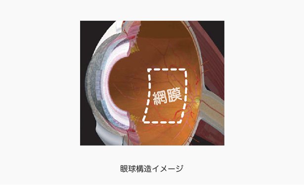 眼球構造イメージ